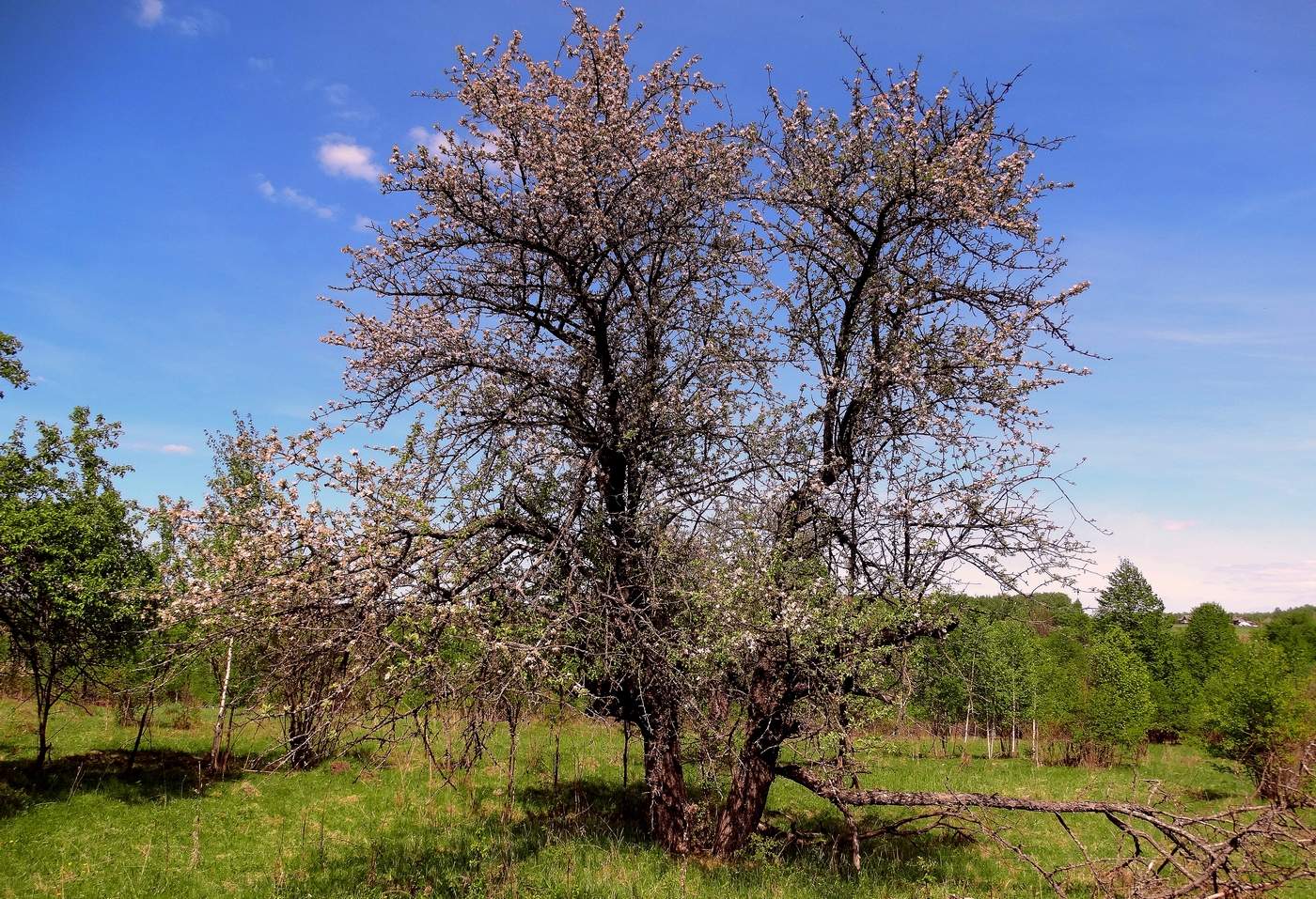Яблоковое дерево. Яблоня декоративная эверест. Яблоня декоративная стрит парад. Седая яблоня. Яблоня декоративная ягодная (сибирская).