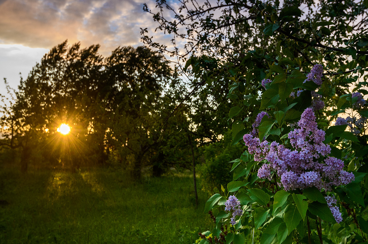 Фото весеннего вечера