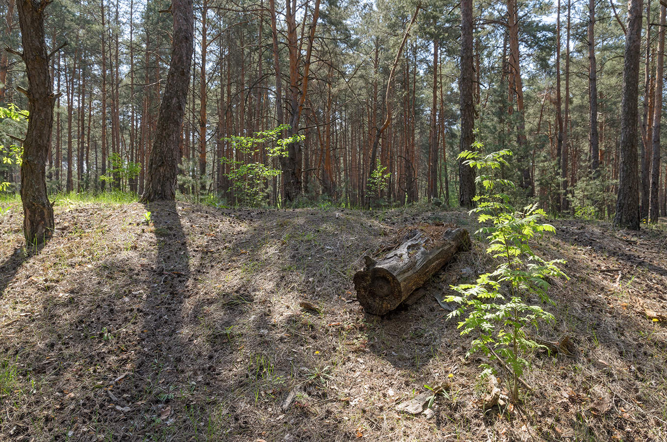 Лес белгород. Леса Белгородчины. Лес в окрестности Гайдука. Дубравный Белгород.