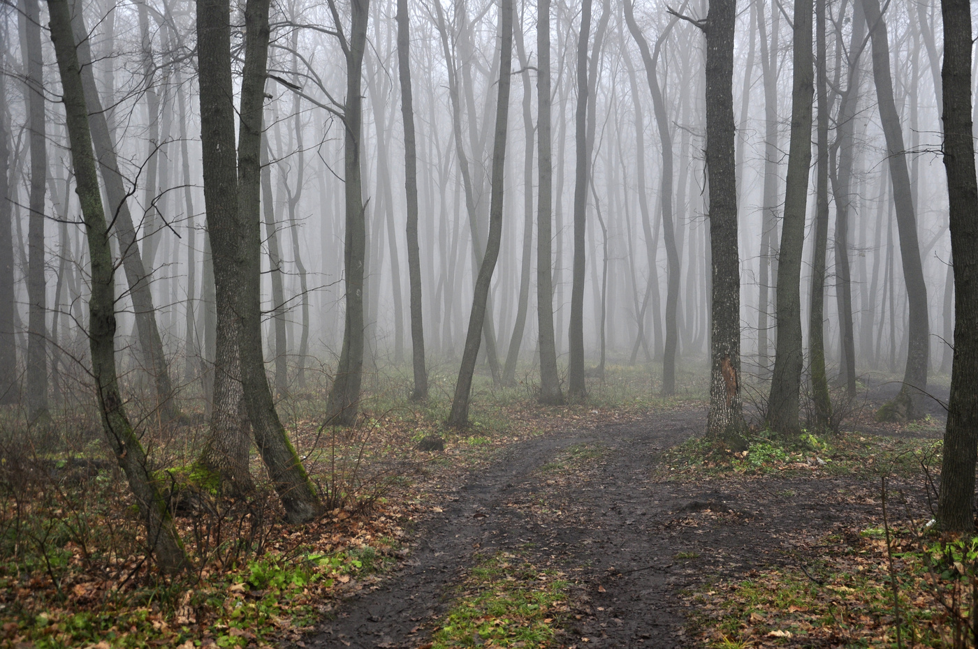 Осенний лес в тумане фото