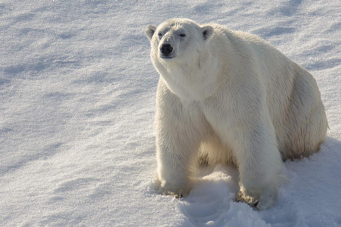 Арктика жизнь белого медведя. Северный Ледовитый океан белый медведь. Белые медведи в Арктике. Белые медведи в Антарктиде. Арктический медведь.
