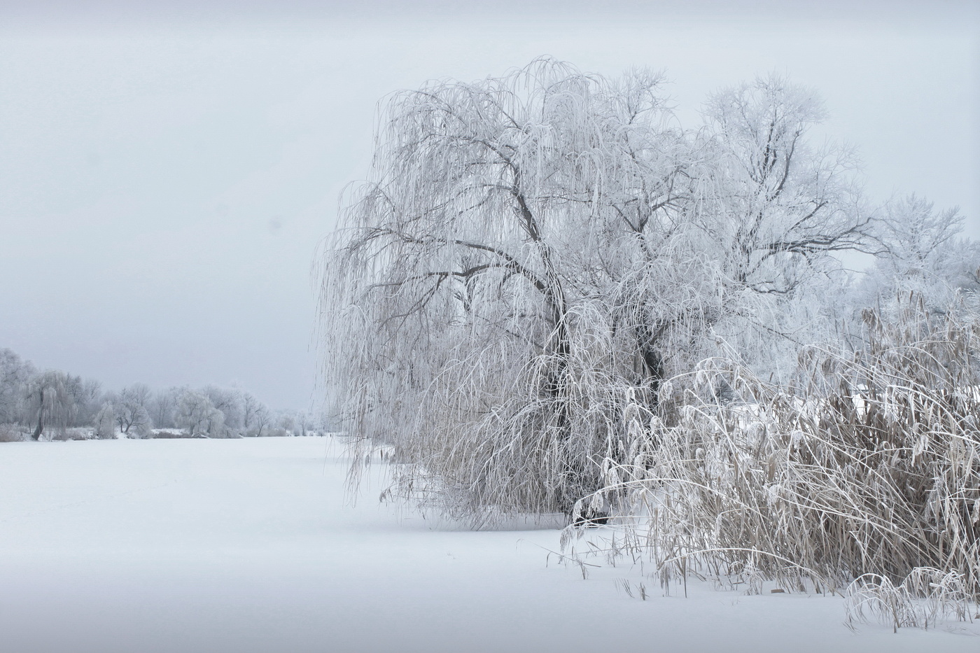 Иней и изморозь в чем разница. Иней это явление природы. Вьюга иней общее. Вьюга иней общее. 15 января середина зимы.