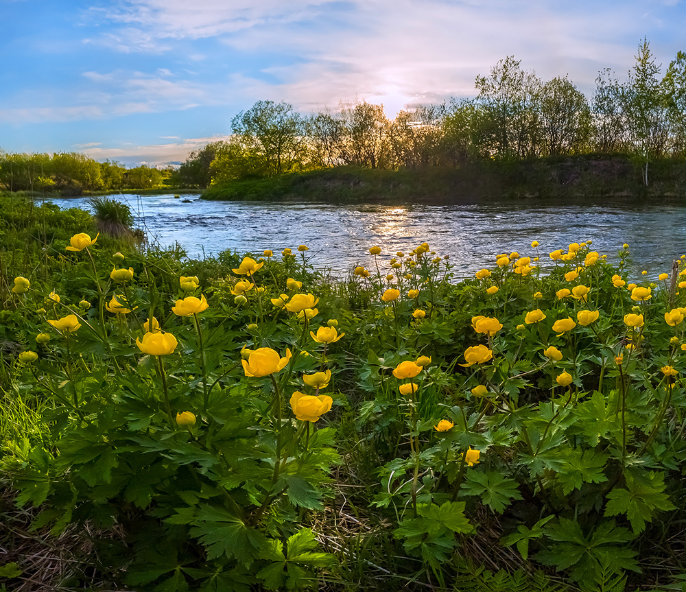 Растения какая природа. Купальница троллиус. Купальница (Trollius). Италмас растение Удмуртии. Купальница Луговая.