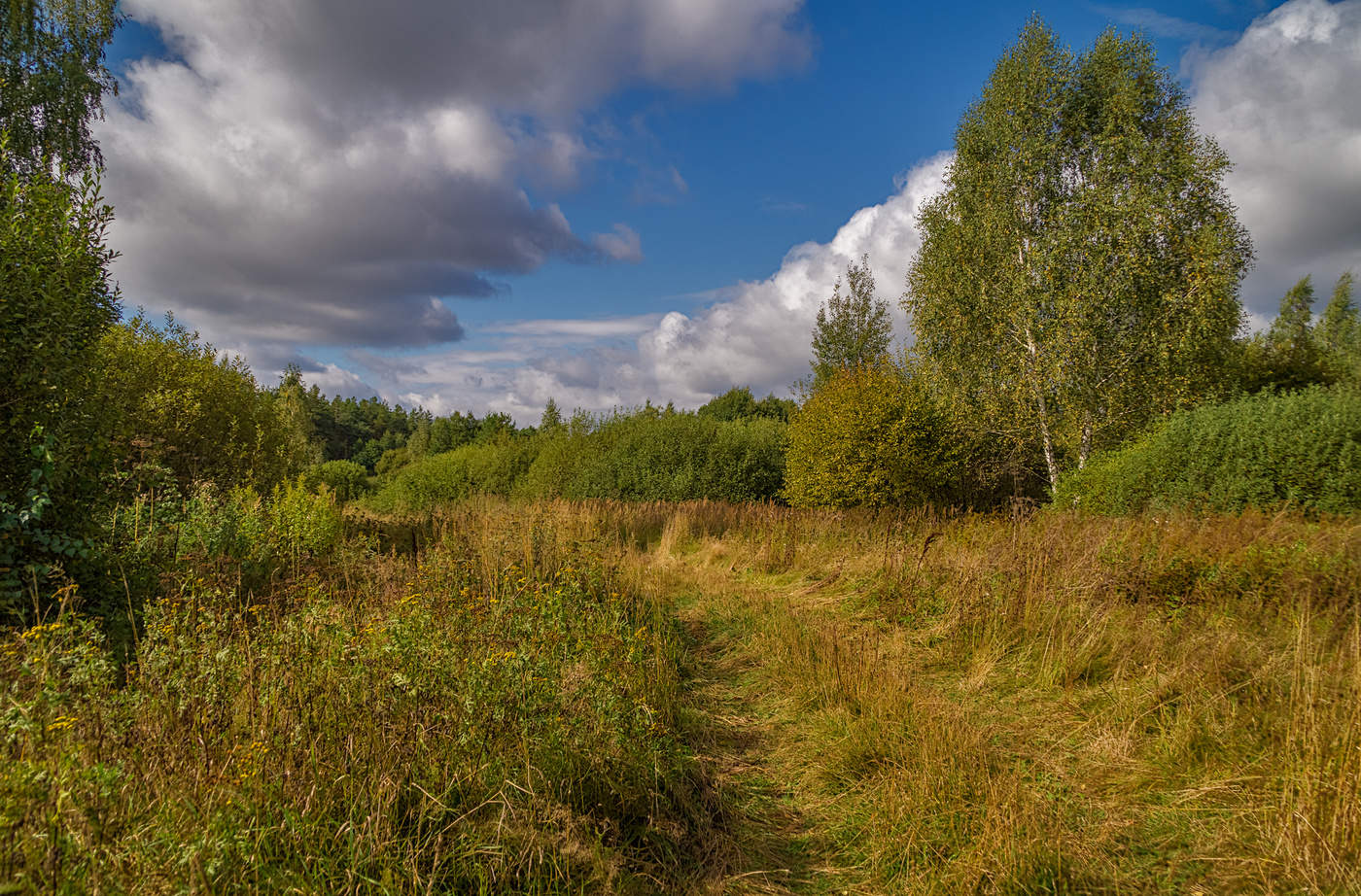 Подмосковные. Загородные пейзажи Подмосковья. Осень Дрезна. Леса Дрезны. Дрезна поле.