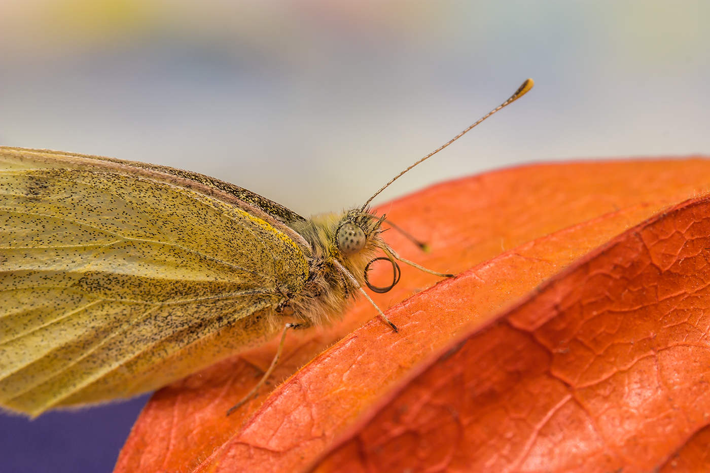 Бабочка автор. Бабочка в алисе. Бабочка и горы фото. Бабочки алиса. Красивых бабочек алиса.