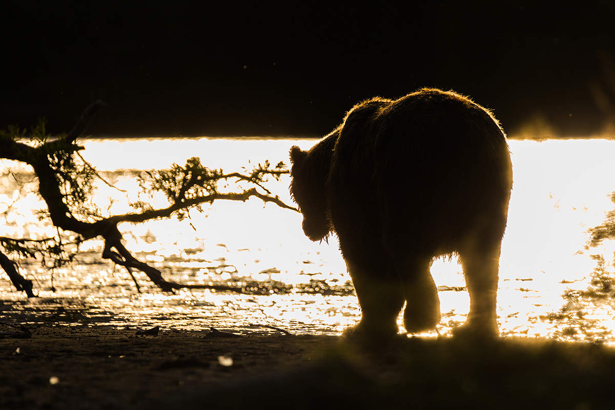 Медведь в лесу. Бурый медведь алтайского края. Бурый медведь ушел. Бурый медведь ушел. Бурый медведь магаданская область.