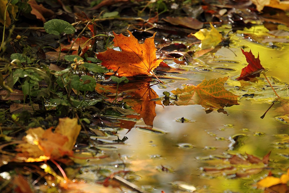 Осенняя музыка дождя. Осень. Осенний дождь. Дождь осенью. Осенние листья.