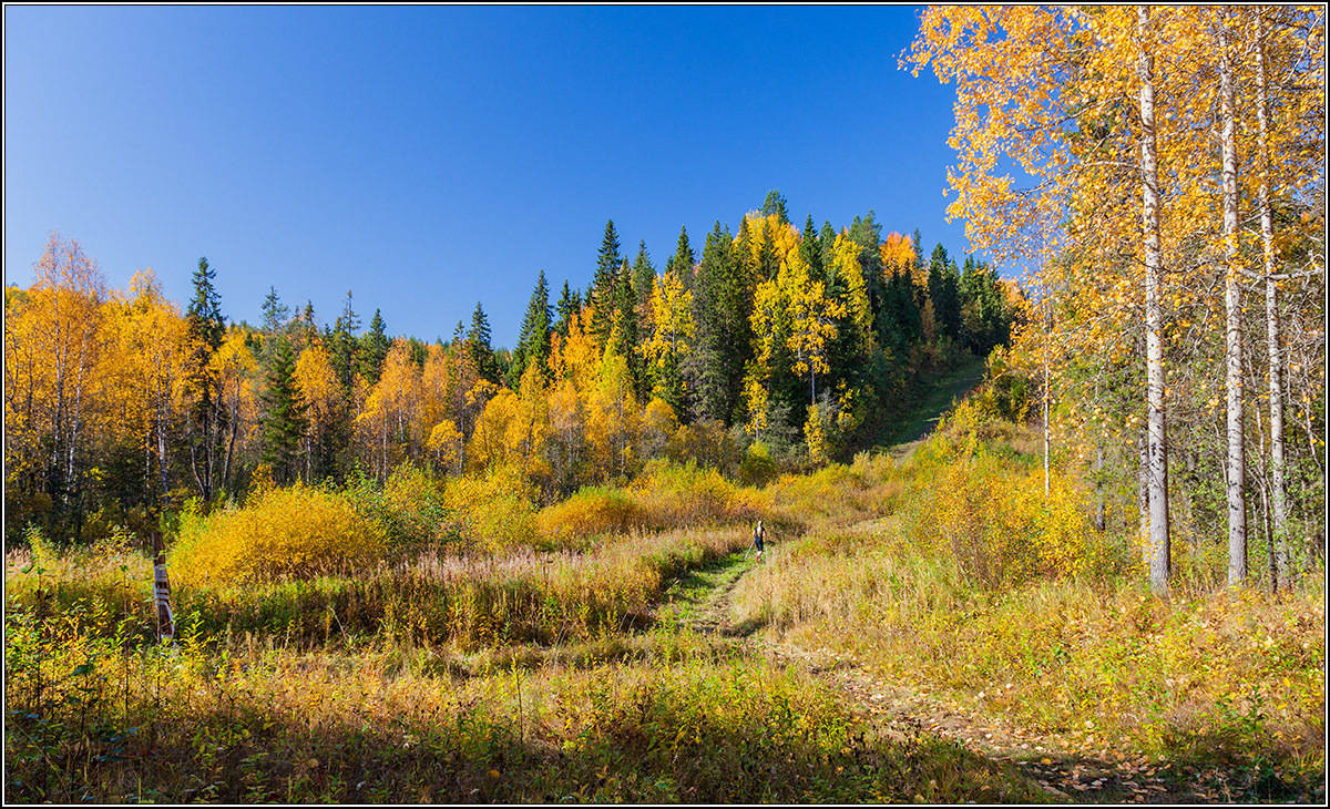 Осенняя Тайга Красивые Фото