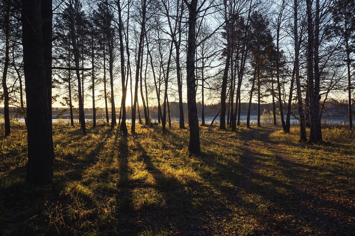 Тень Дерева Фото
