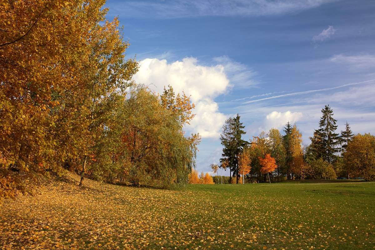 Wallpaper : tree, red, autumn, unique 1999x1333 - - 1063629 - HD Wallpapers - Wa