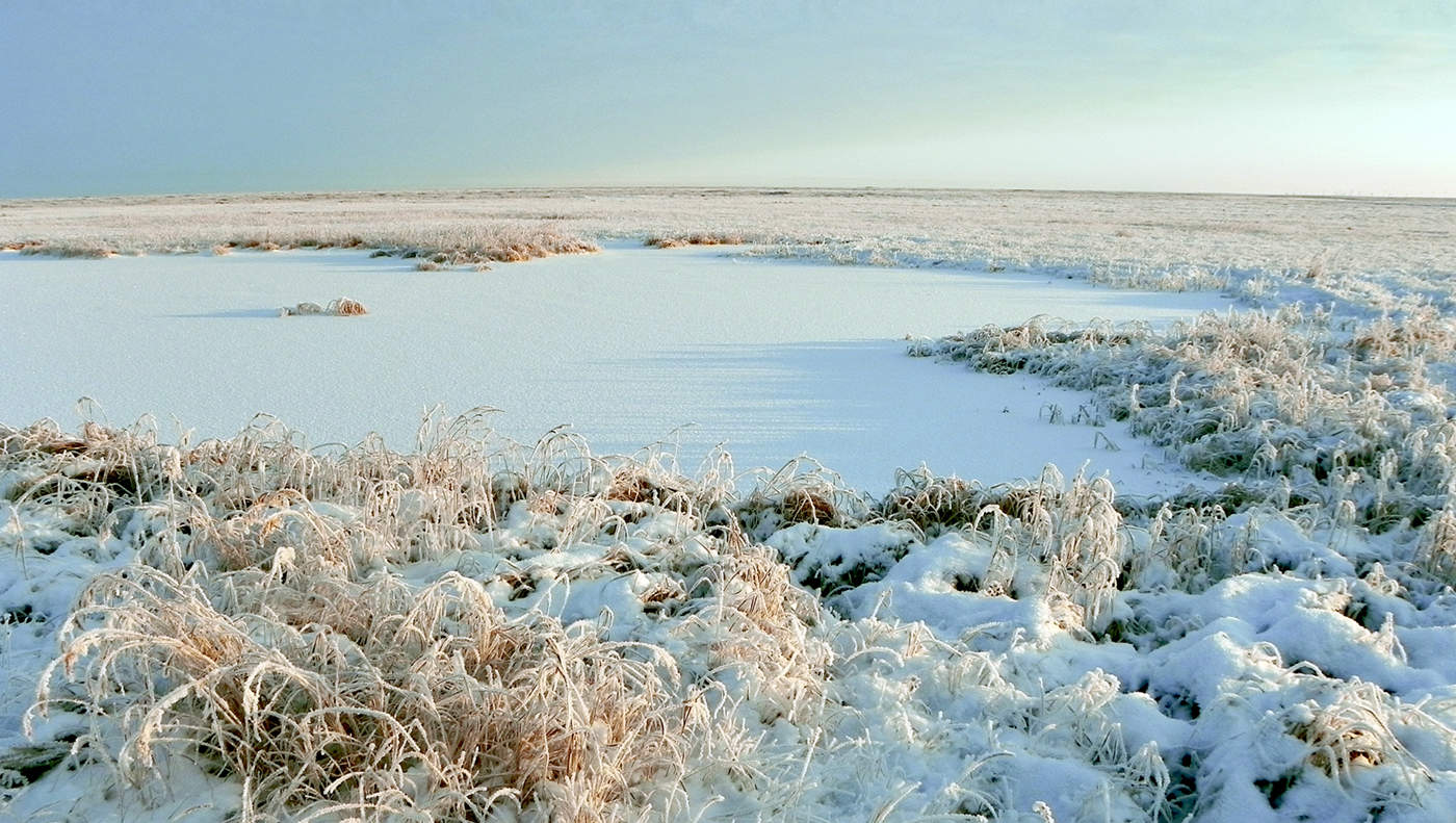В тундре много снега. Тундра зима Ненецкий автономный округ. Снежная Ямальская тундра. Ямал тундра зима.