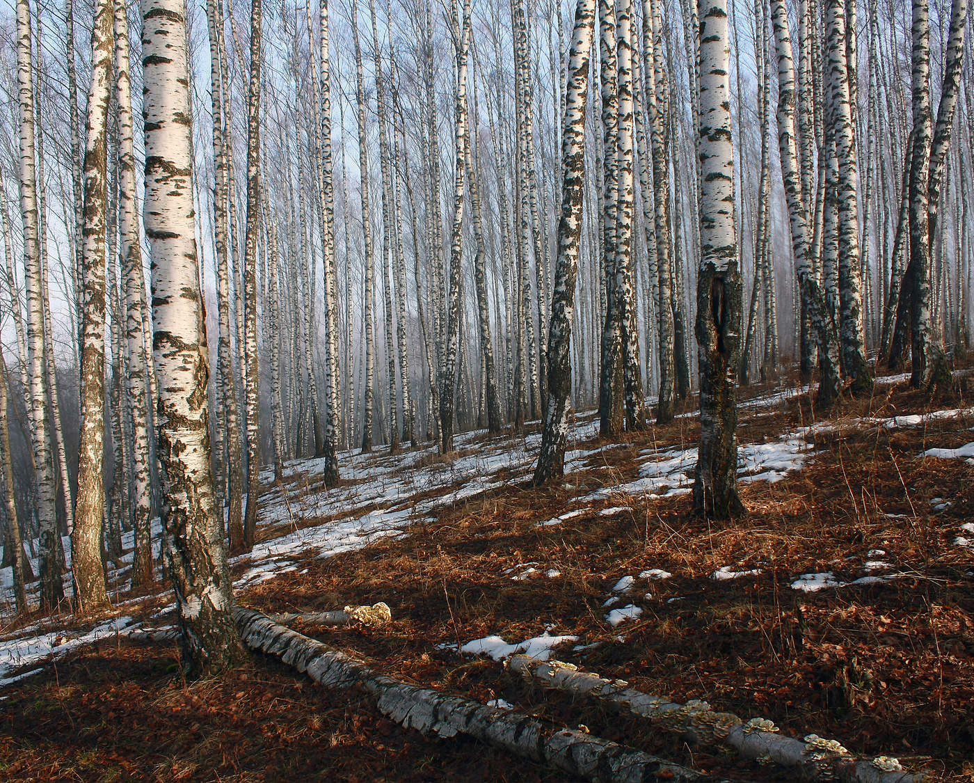 Фото Русских Деревьев