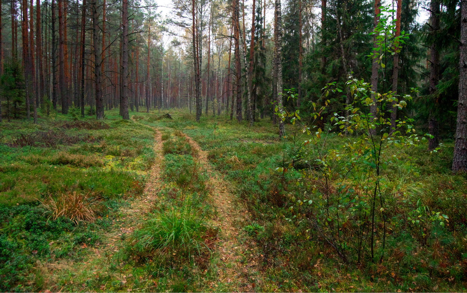 Тихо в лесу. Тихий лес. Тихий лес фото. Картинки тихо в лесу.