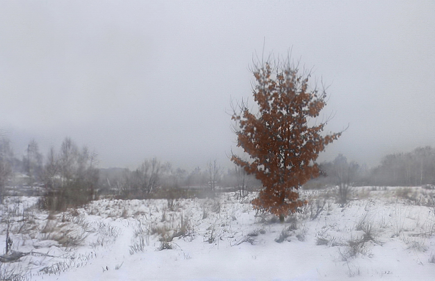 Деревья которые сбрасывают листву. Сбросить листву. Деревья сбросили наряд. Не сбрасывает листья зимой. Деревья, которые не сбрасывают листья на зиму.