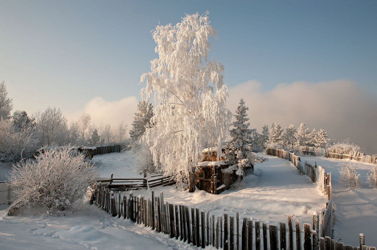 Морозный лес Красноярский край