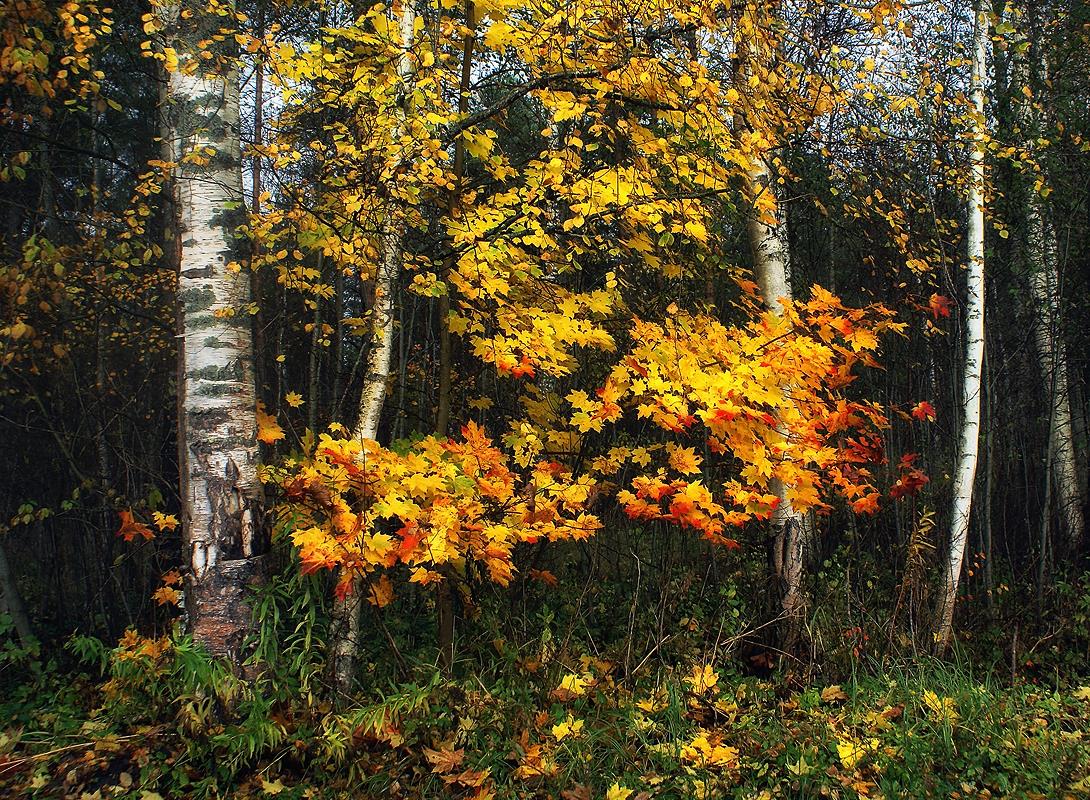 Клен шумит над. Фото клен шумит. Яуза где клен. Бековский район там где клен шумит Сосновка. Фиалка отблеск багряный лег на Поляны лес зашумел кленовый.