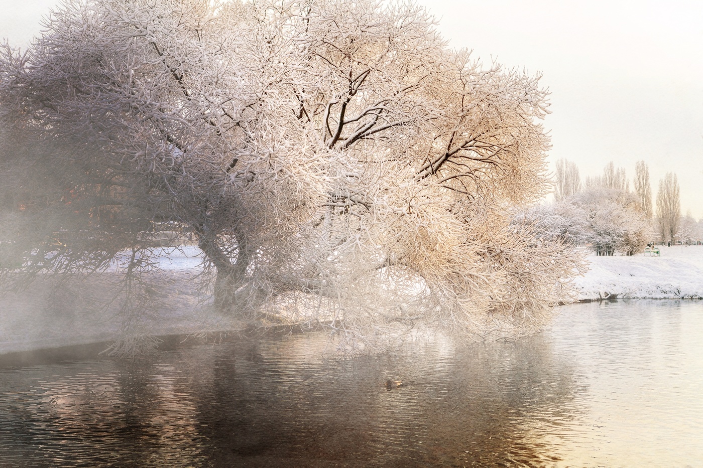 Ива у реки зимой