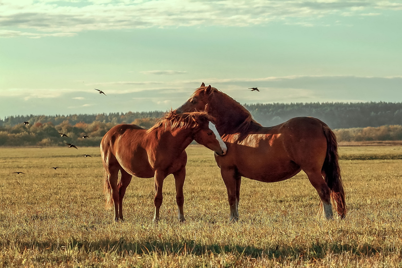 Несколько лошадок. Две лошади. Пара лошадей. Влюбленные лошади. Любовь лошадей.