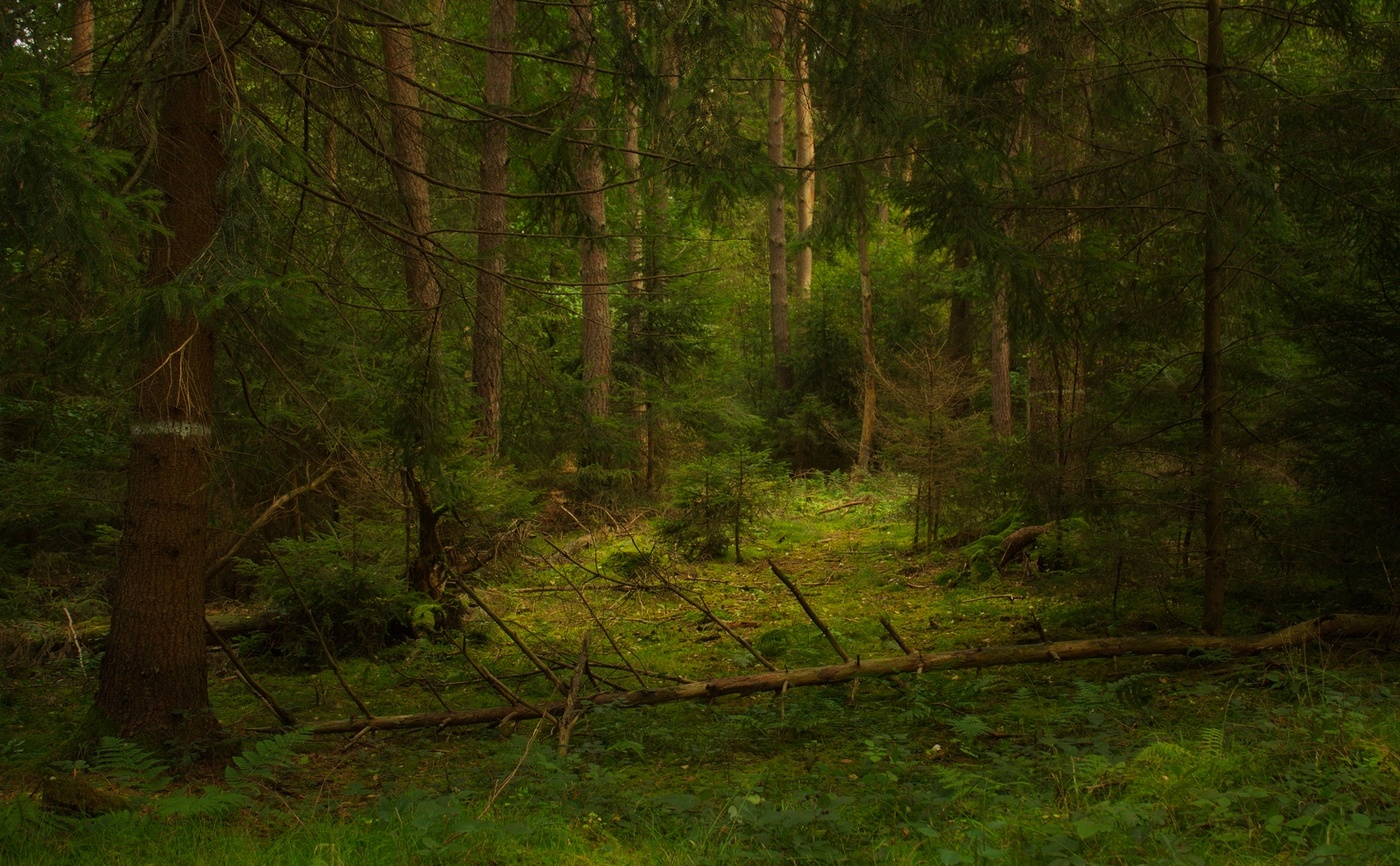 Чаща объекты. Лесная опушка дремучего леса. Поляна в дремучем лесу. Лесная прогалина. Лесная Поляна в дремучем лесу.