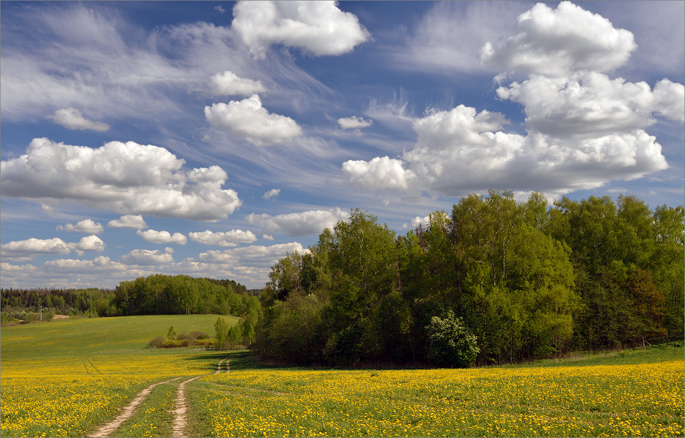 Лялин луг сиверский. Перелесок среди поля. Пожня природа. Природа подмосковья поля. Как выглядит перелесок.