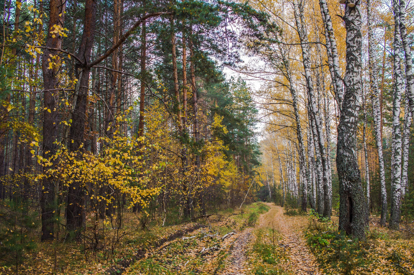 Лес белгород. Леса Белгородчины. Лес заповедник. Лес на Ворскле осенью. Дубравный Белгород.