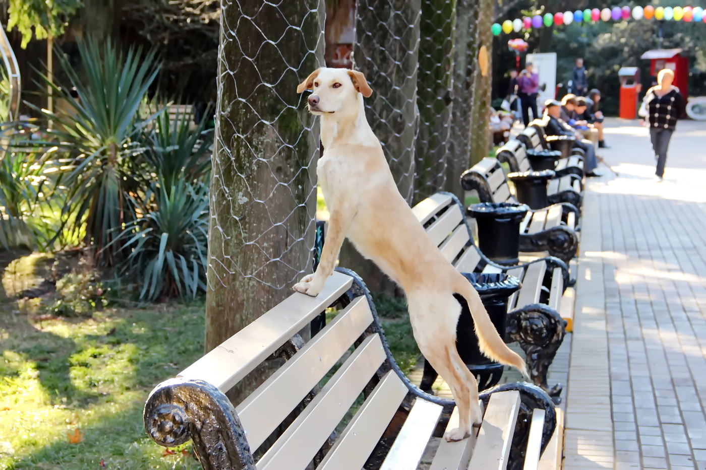 Груминг сочи. Парк Ривьера Сочи собака. Ривьера Сочи с собакой. Парк для собак. Собака в парке.