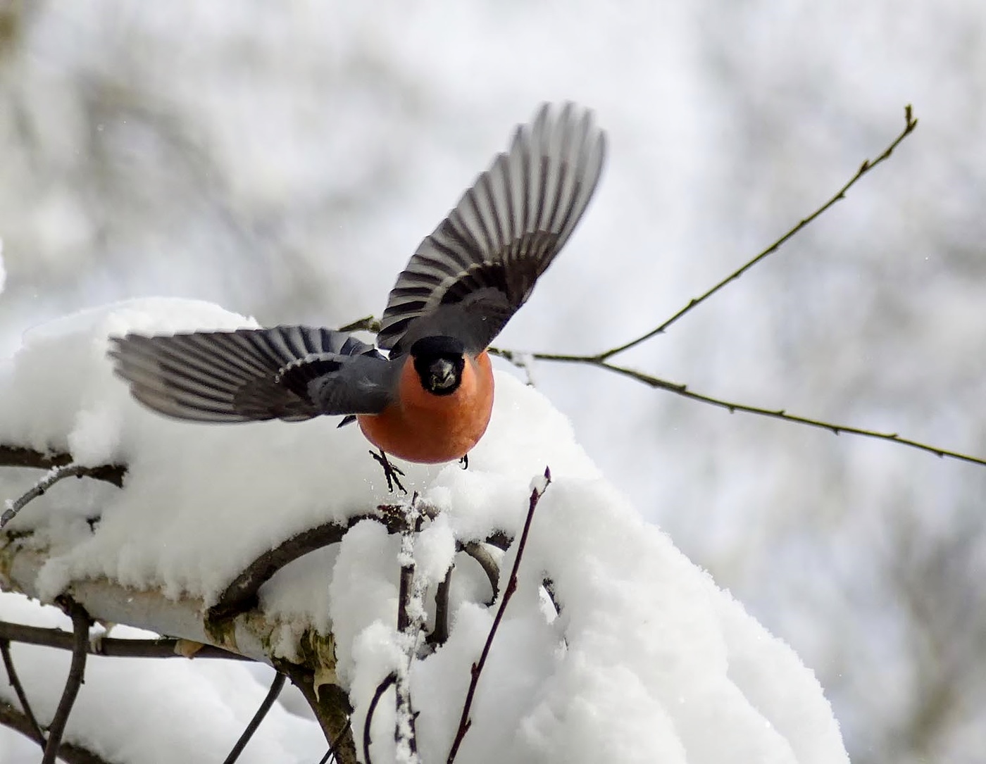 Птицы летающие зимой. Зимние птицы. Снегири. Зимние птицы в полете. Снегирь в полете.