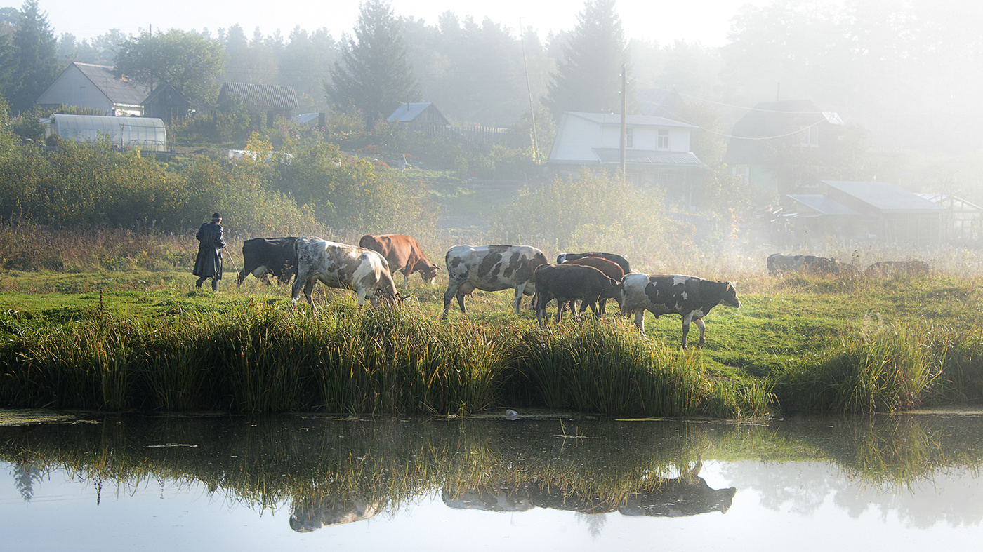 У околицы грязи. Утро в деревне. Дождь в деревне. Деревенский пейзаж с коровами. Туманное утро в деревне.