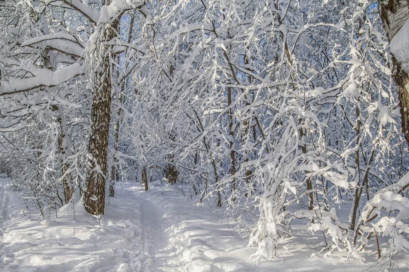 Впр на склоне зимы веселее становится февральский. Зимний лес февраль. Февраль в лесу. Февральский лес. Февраль картинки.