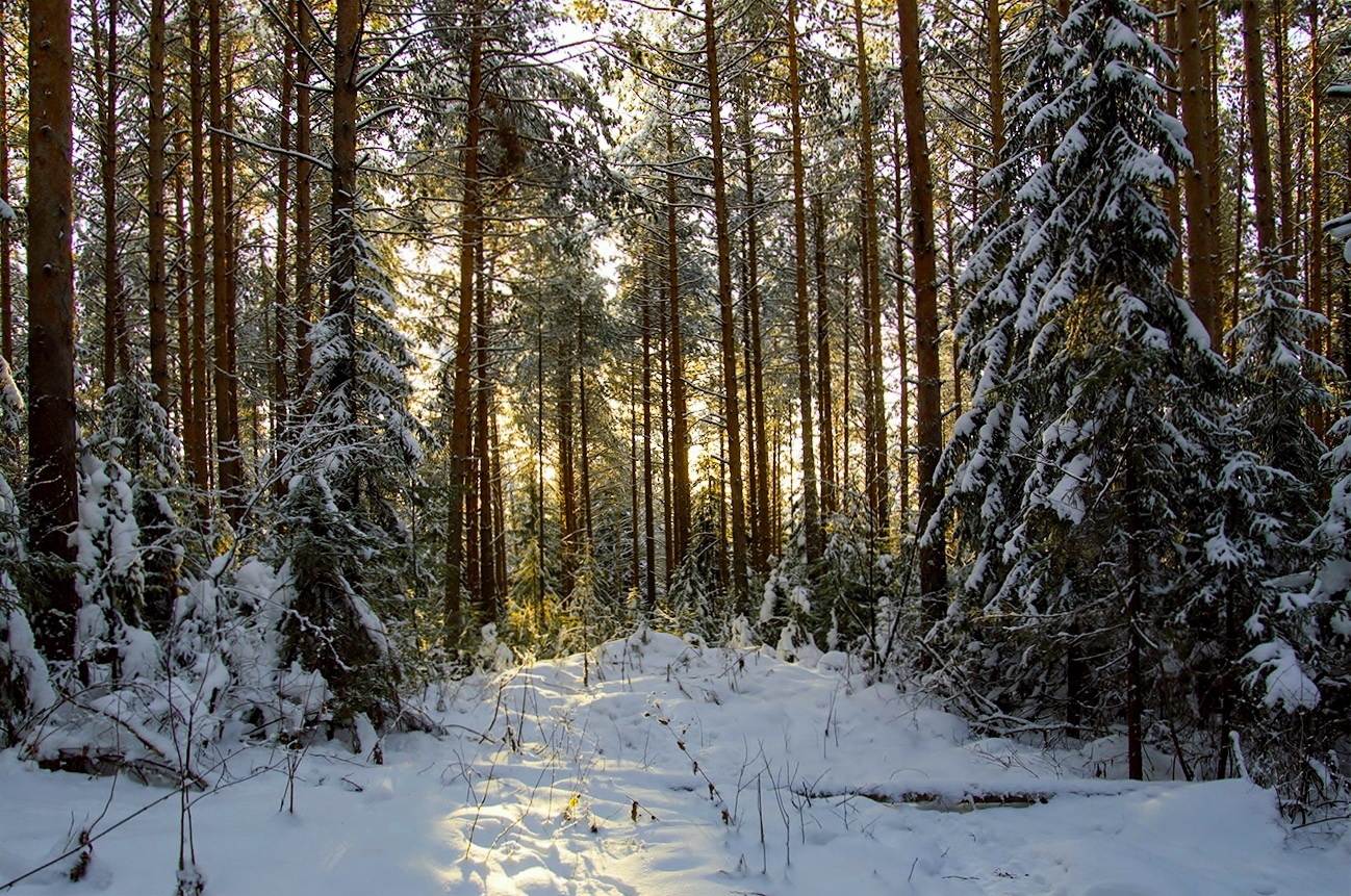 Лес автор. Псков фотосессия лес зимний. Татьяна в лесу. Молодняк фото лес зимой.