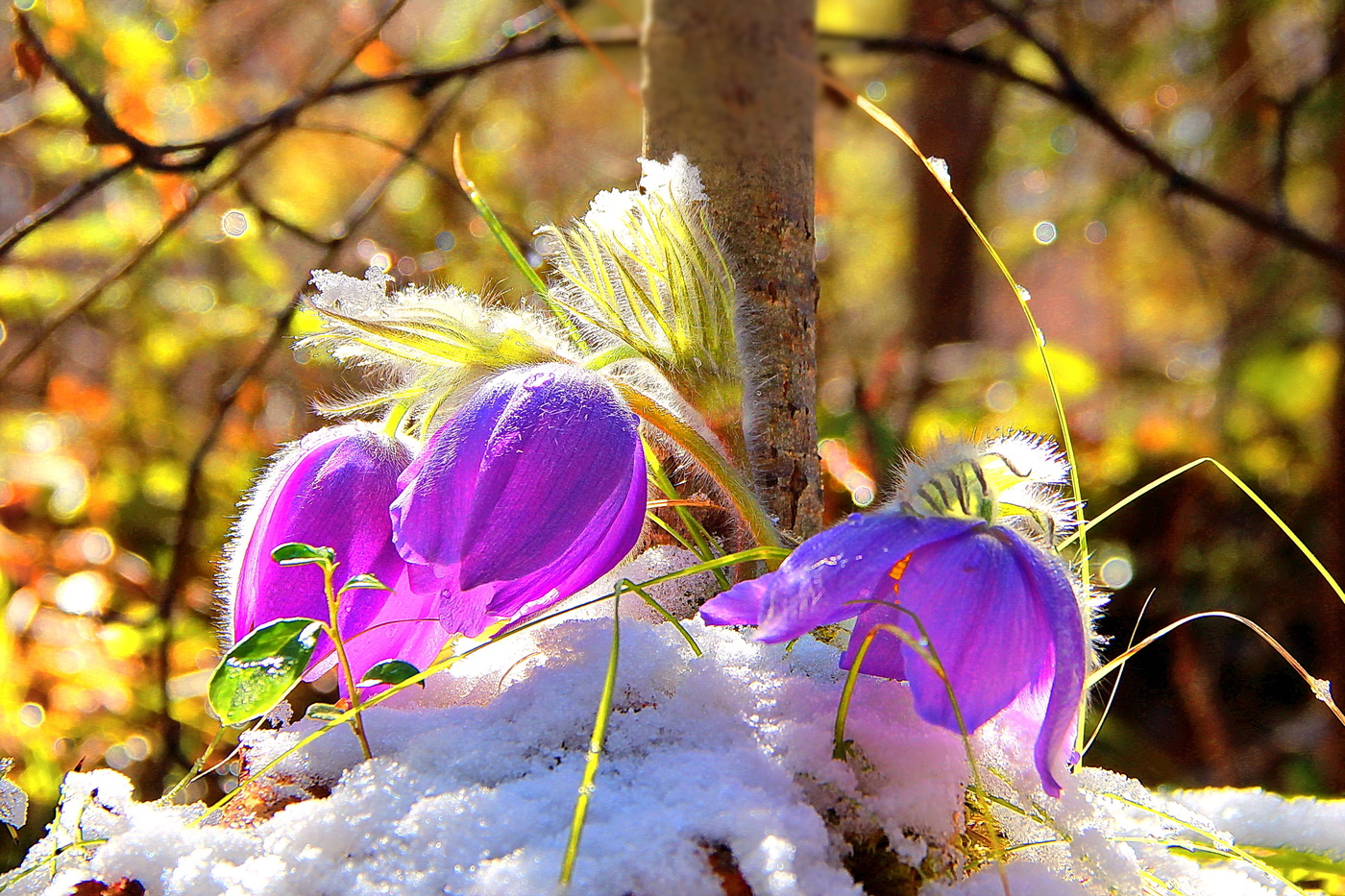 Природа оживает после зимнего сна найди. Весеннее Пробуждение природы. Первые цветы весны.