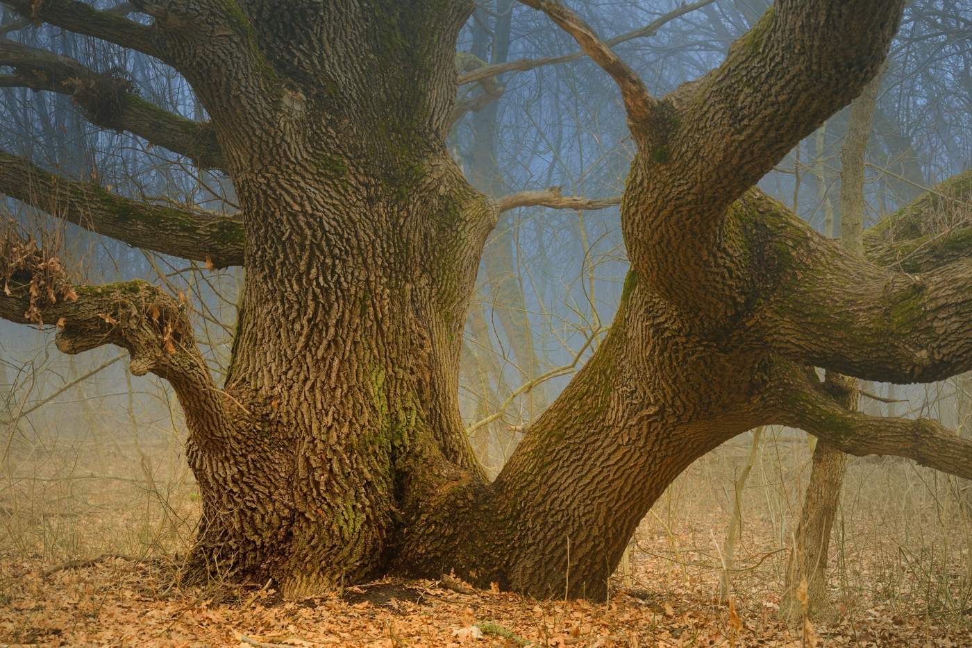 Дерево гуд. Кряковистый дуб. Дуб Волконского. Кряжистый дуб. Дуб Европейский дерево.