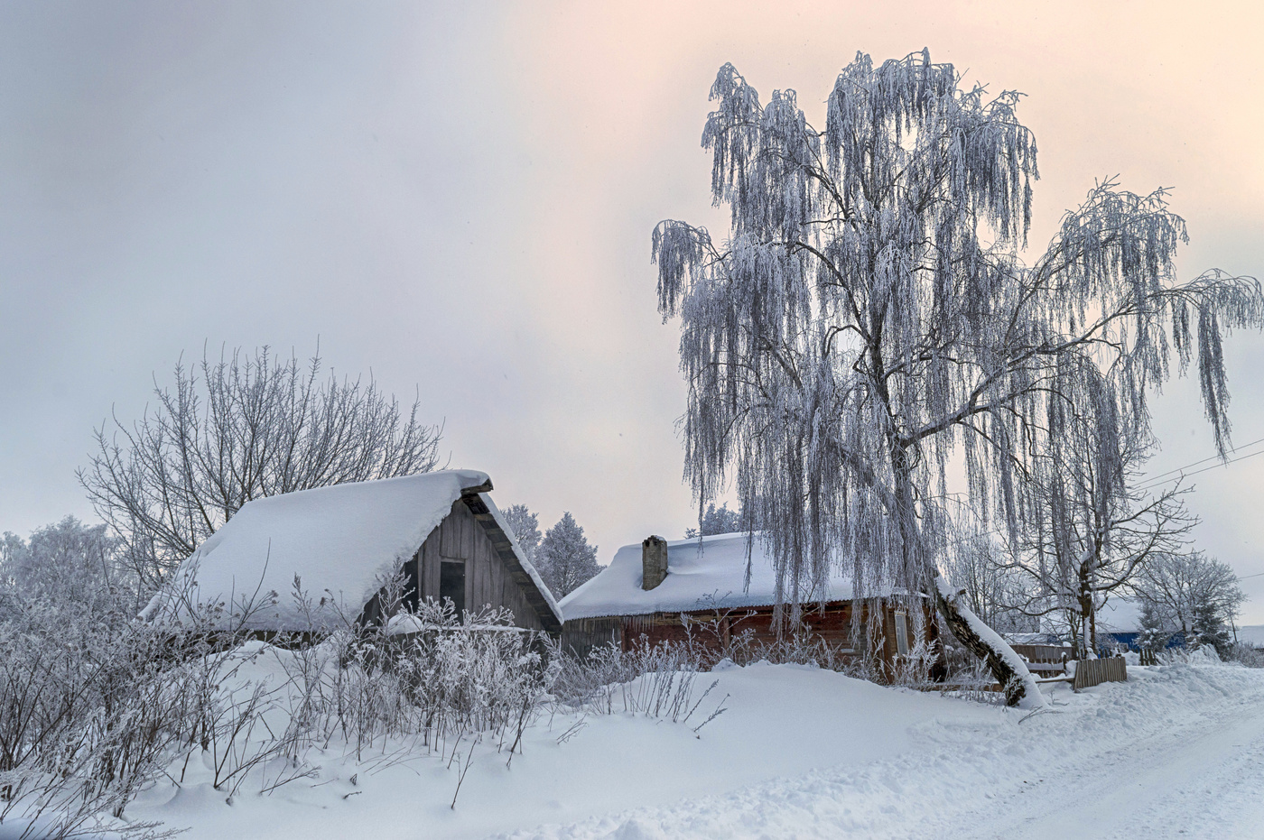 Белая береза фото. Белая береза. Береза под окном. Белая береза зимой. Зимняя береза под окном.