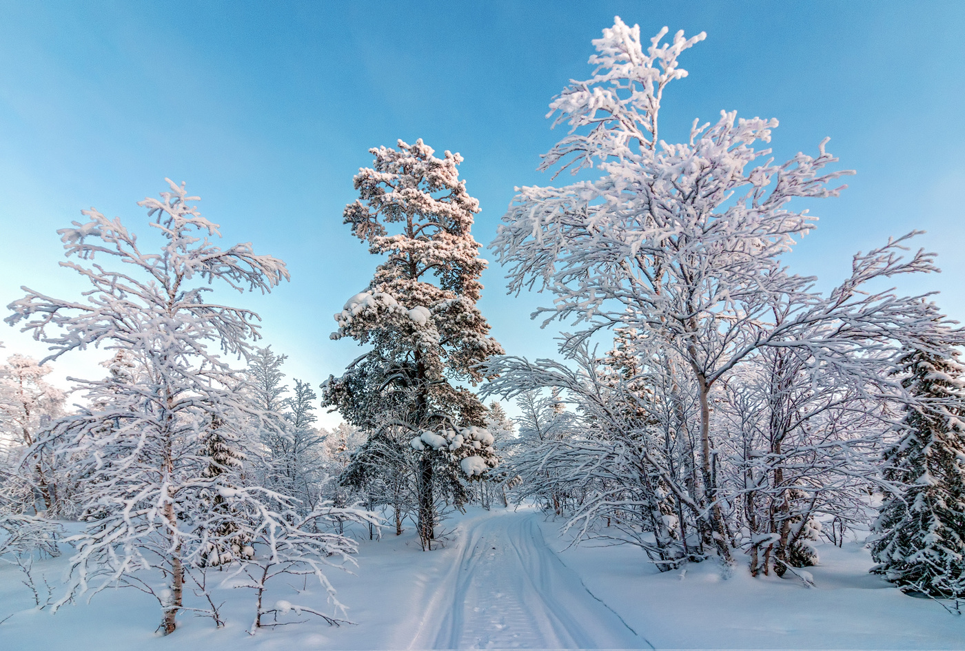 Красота зимнего леса. Зима в лесу. Лесная зимняя красота. Фото зимнего леса. Зимняя дорога в лесу красота.