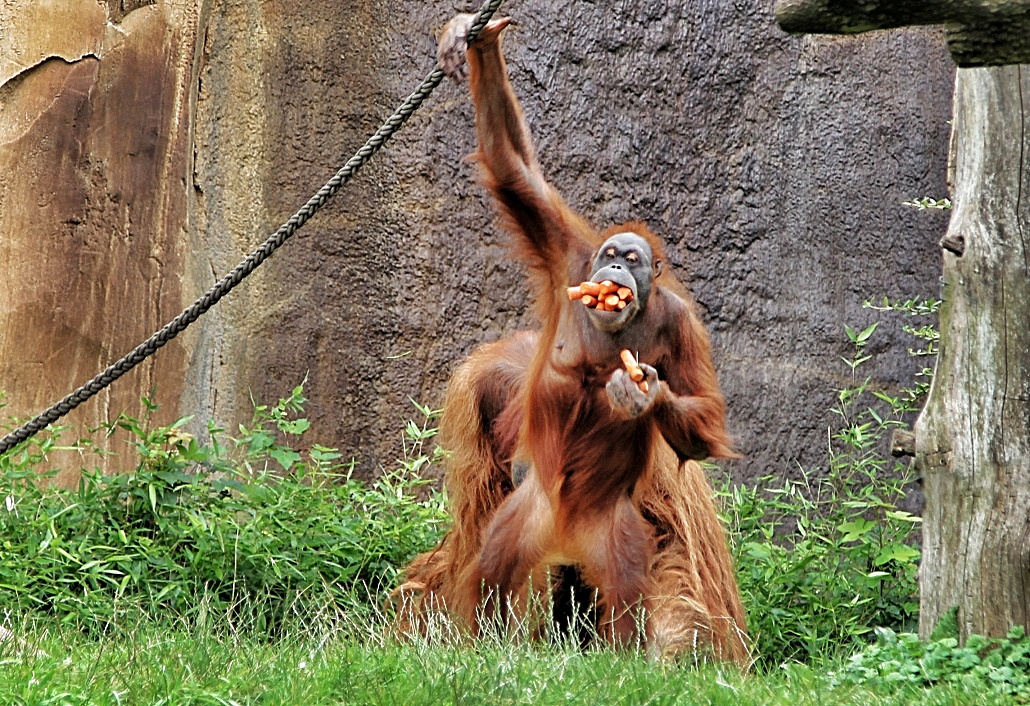 Orangutan Porn