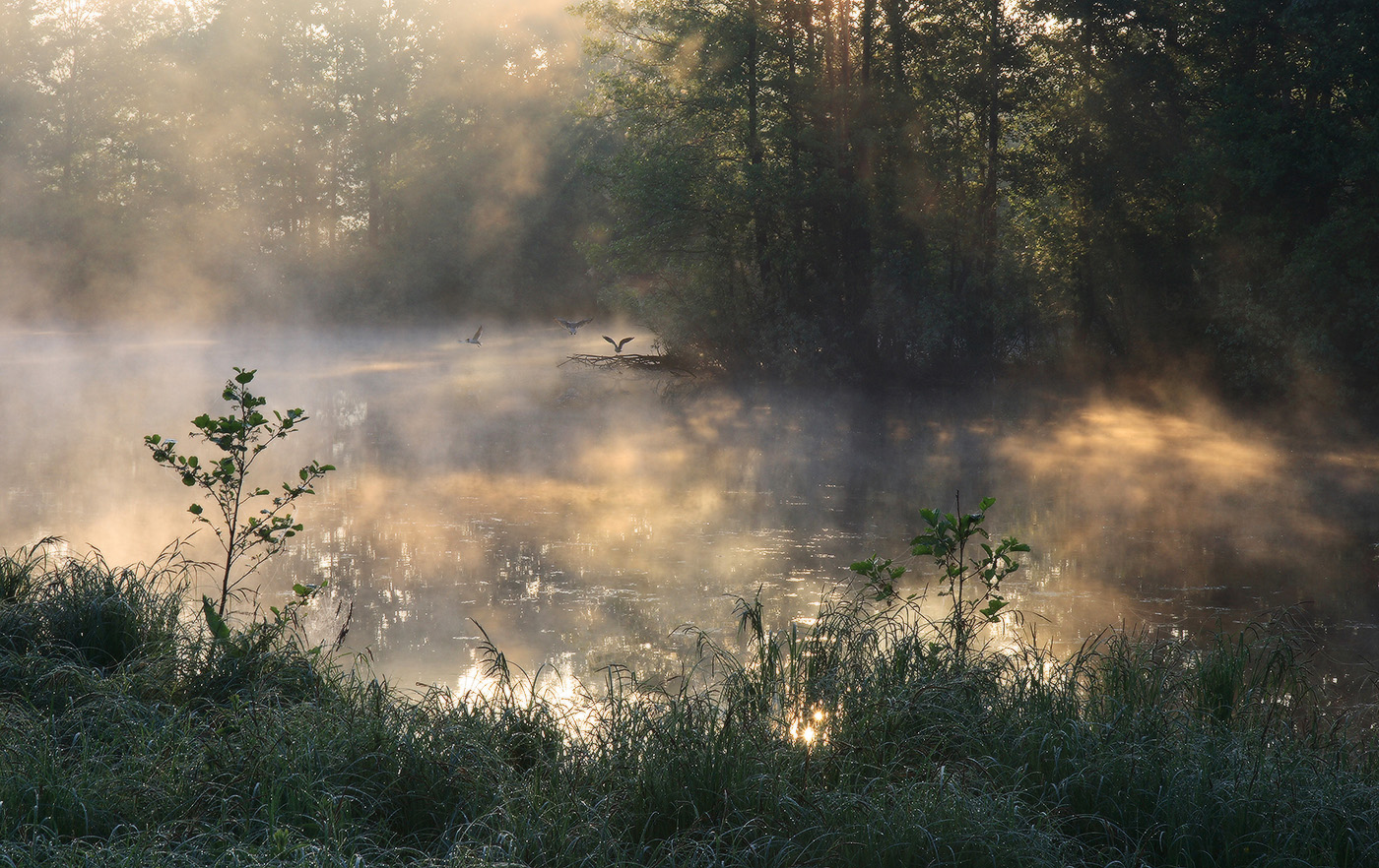 Дождь болотного. Утро туман. Озеро в тумане. Пейзаж туман. Туманное утро в лесу.