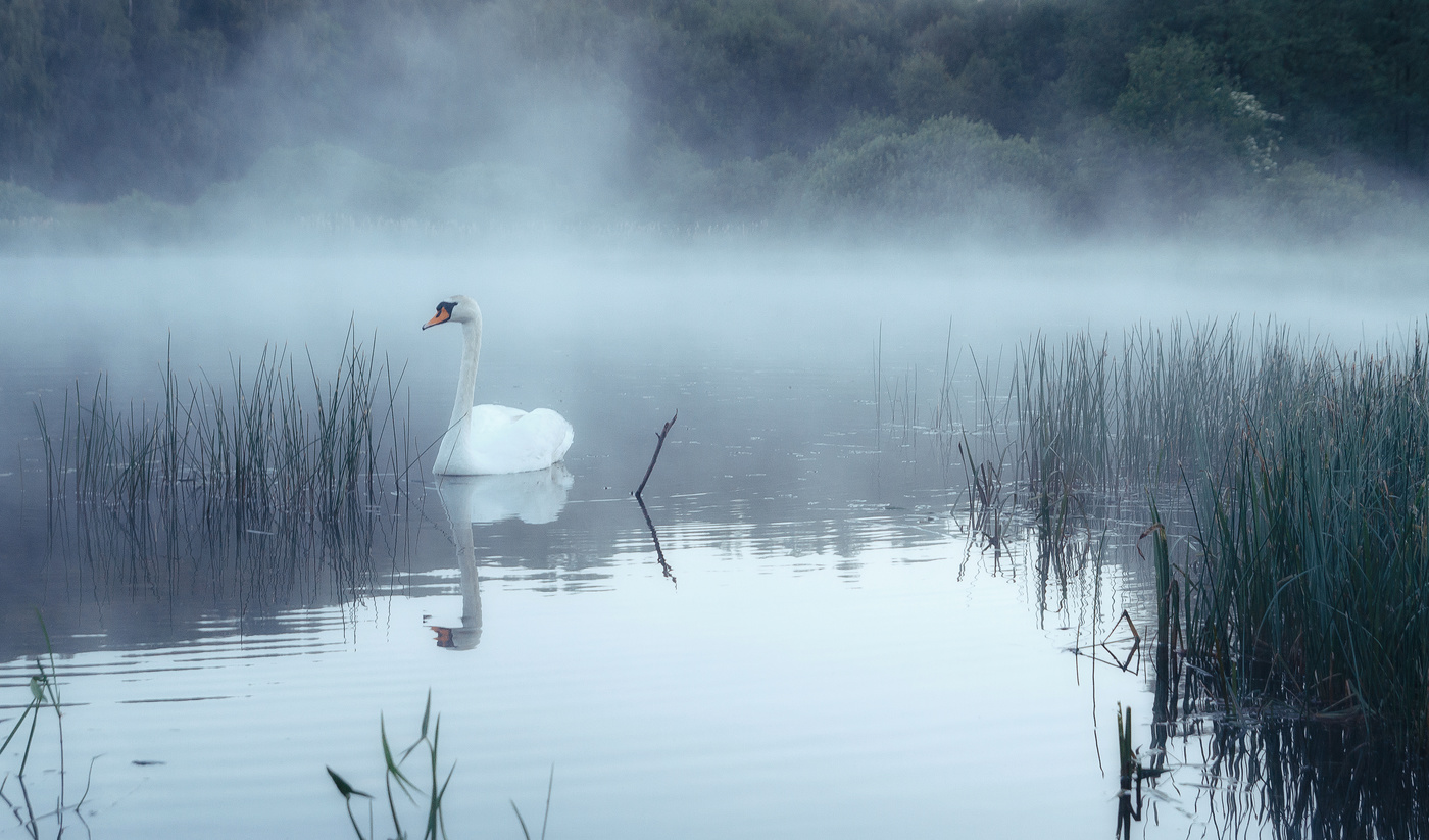 Грустно озеро. Лебеди над озером. Озеро,туман,птицы. Река лебедь. Лебеди на озере в тумане.