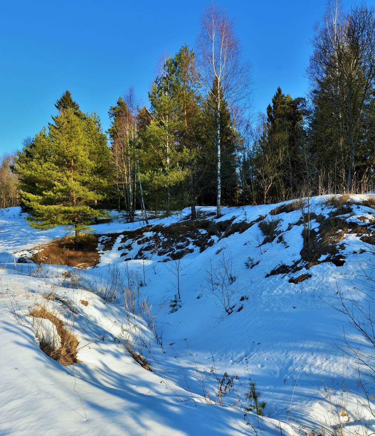 Проталины фото весной