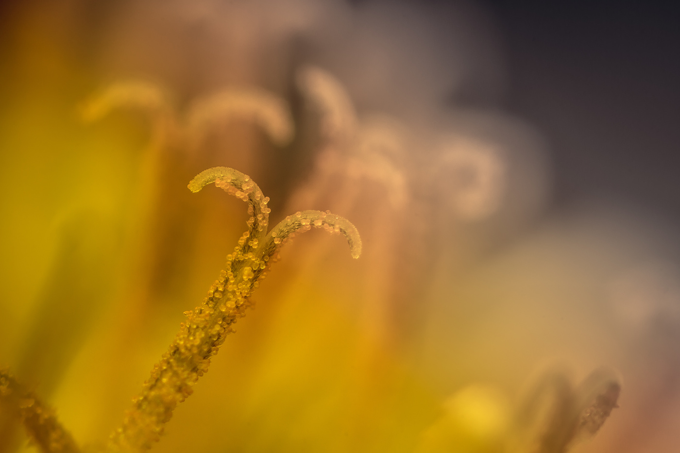 Строение пестика цветка. Рыльце строение. Микромир пыльца. Пыльца цветочная пестик. Пыльца на рыльце пестика.