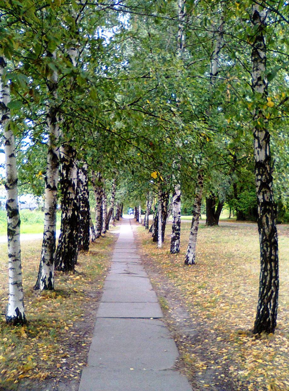 Где березовая аллея. Берёзовая аллея мемориал. Ясная поляна аллея прешпект. 2 я березовая аллея 3/5 на карте. Березовая роща алматы.