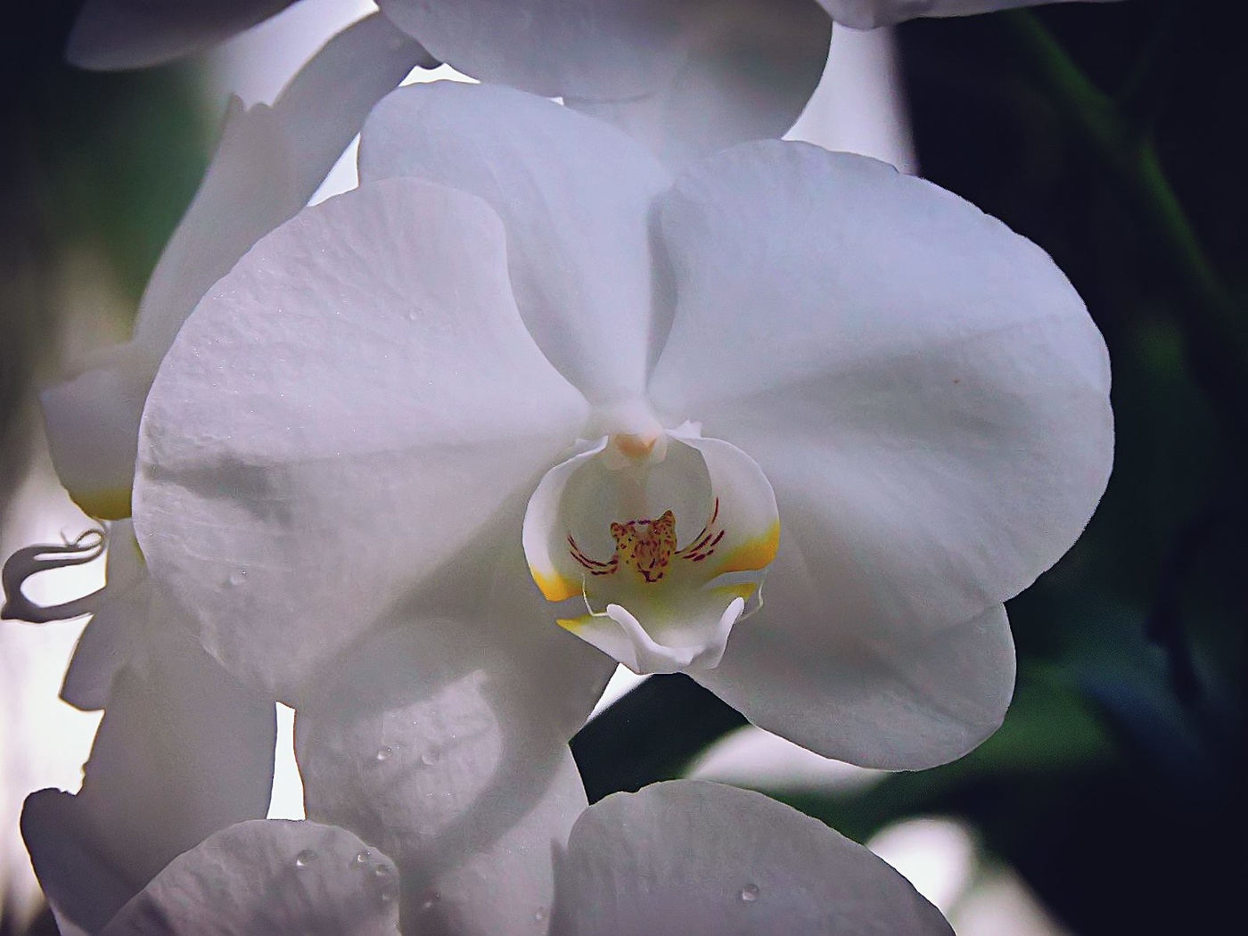 Phalaenopsis White Orchid Jenson Z. Yu's Photography Blog