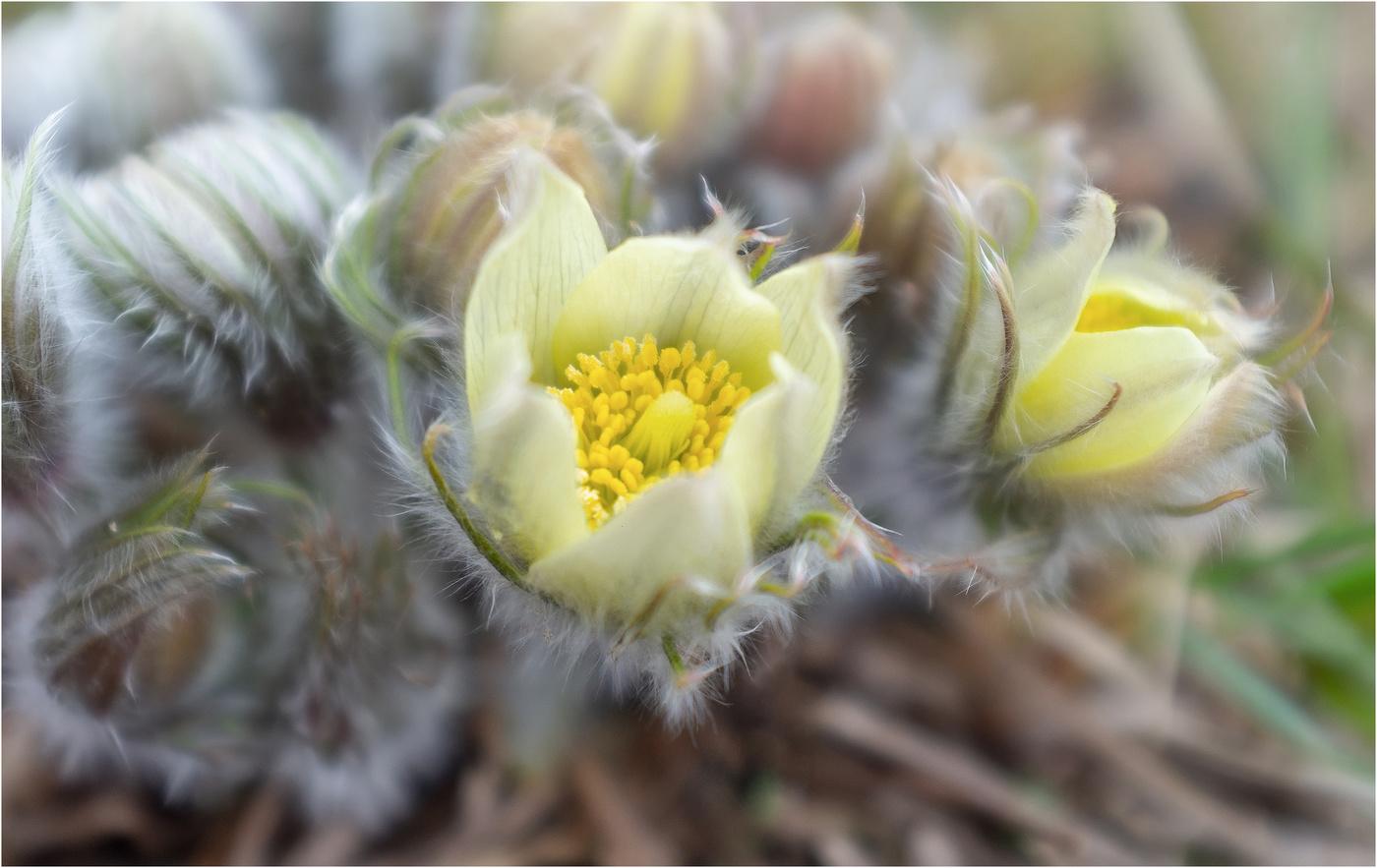 Сон цветущий. Прострел (Подснежник, сон-трава, Pulsatilla). Прострел сон трава желтая. Прострел Крымский бутоны. Простерл пушисты подснежники.