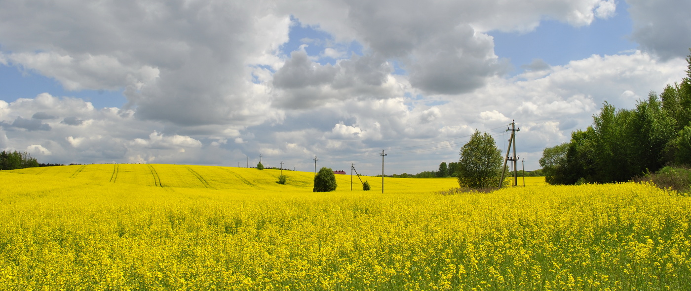 Беларусь Поле Фото