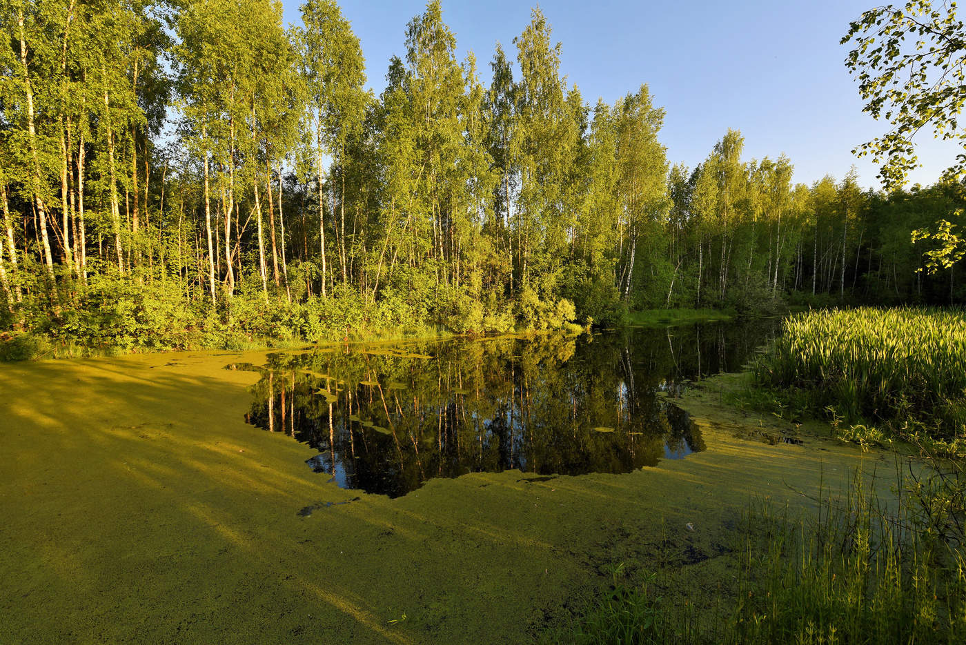 Озерцо корень. Озерцо в лесу. Озерцо внутри леса. Евпатория лес с озером. Маленькое озерцо.