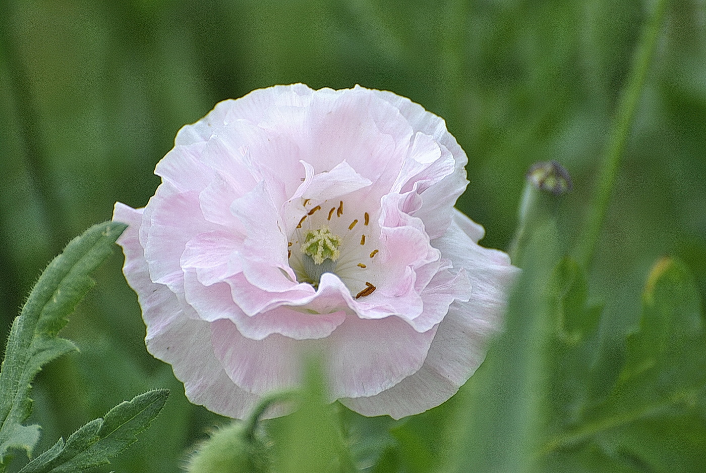 Фото махровых маков. Мак Papaver. Мак Papaver Alba. Мак самосейка махровый. Папавер махровый.