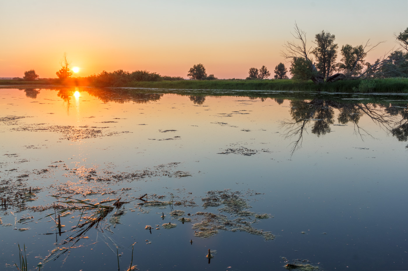 Вьюн на воде