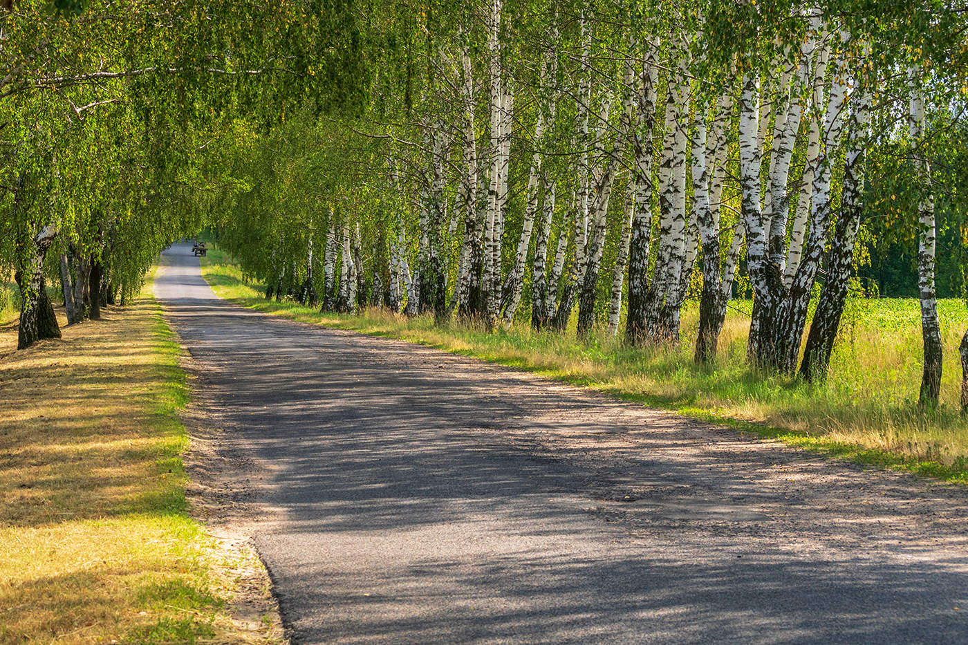 Березы дорога фото Дорога среди берез / фото