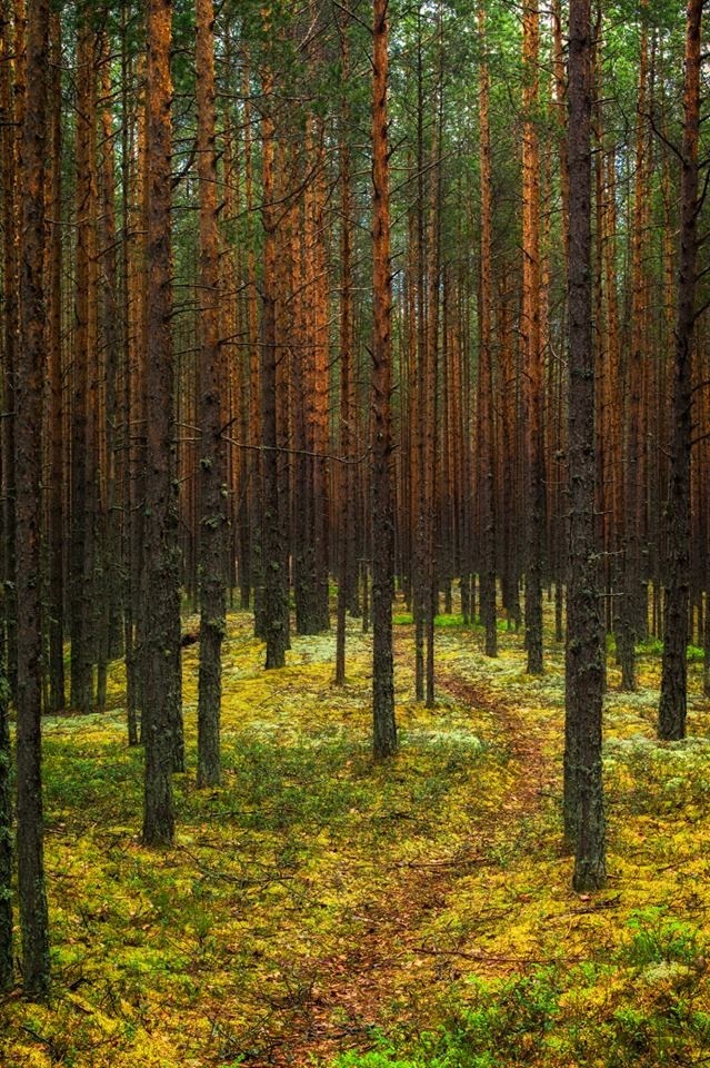 Фото Леса Показать