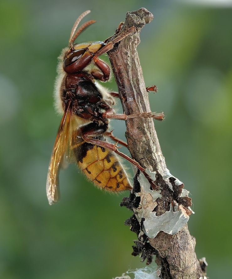 Буква оса. Шершень Vespa crabro. Шершень Европейский (Vespa crabro). Шершень обыкновенный и Оса. Оса Vespa crabro.