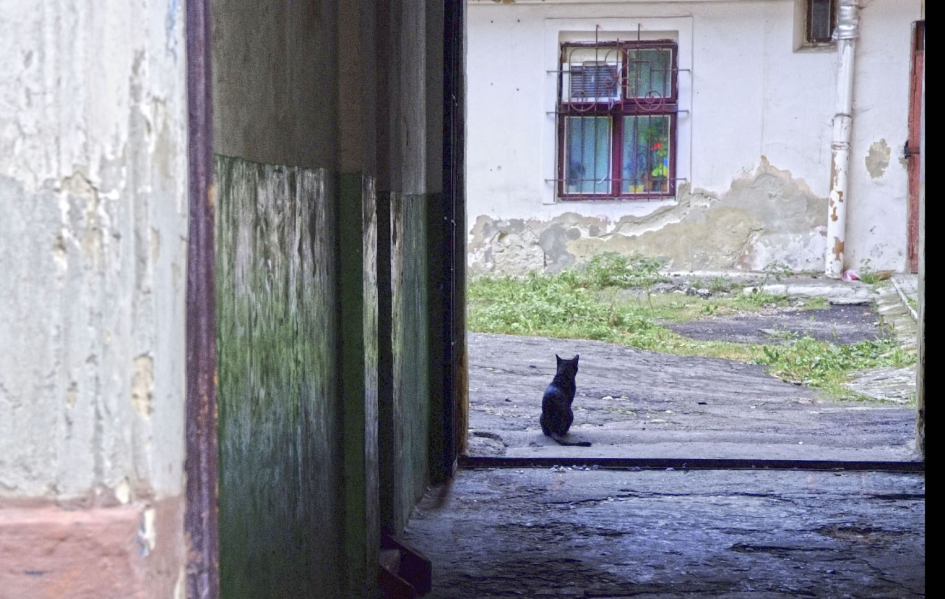 Без хозяина двор. Хозяин двора. Дворы Львова. Хозяин двора Украина. Кот двор дом большой.